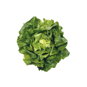 lettuce