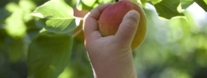 Peach on a hand