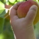 Peach on a hand