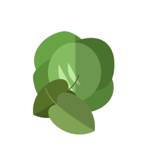 lettuces vector