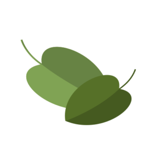 spinach vector