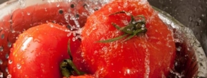 Washing tomatoes